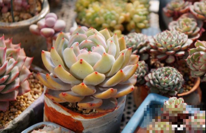 多肉养胖攻略,3步变成肉墩子,一个月就有效! 多肉养胖攻略,3步变成肉墩子,一个月就有效!