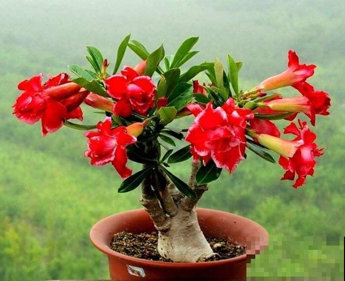 秋季养花大合集，30种花，你想要的我全有！