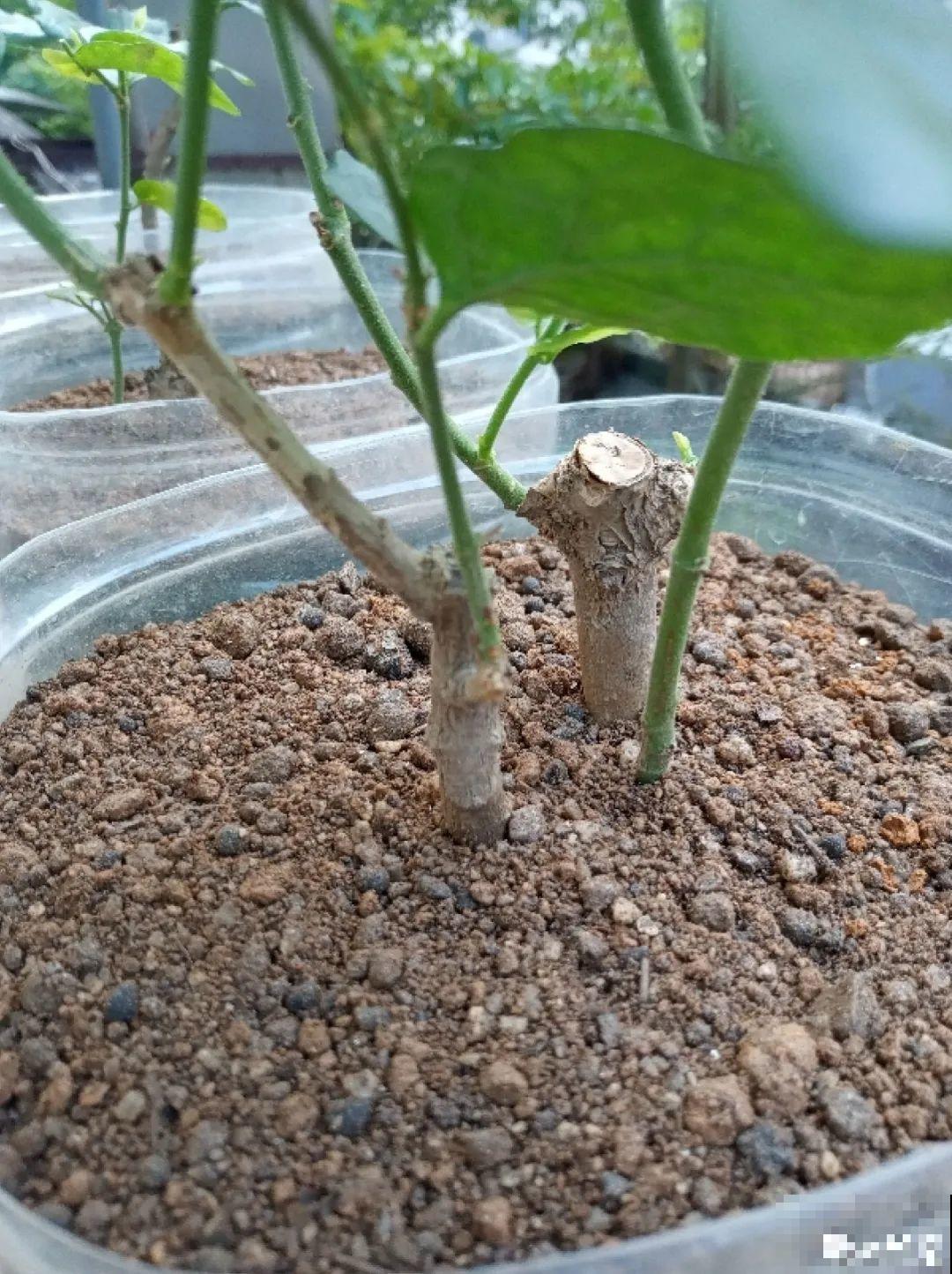 土里埋点“小料”，今年不用换盆，照样开花爆盆！