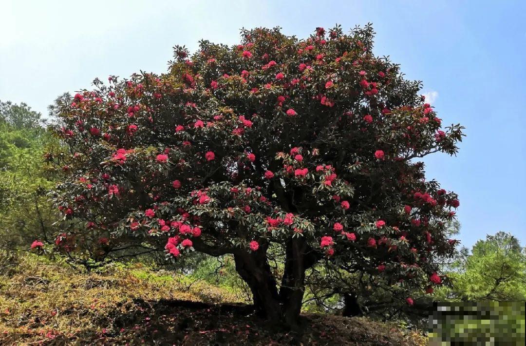 山上的雪莲,说摘就摘? 山上的雪莲,说摘就摘?