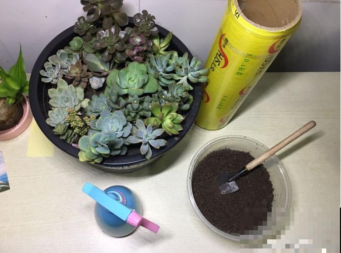 多肉叶插方法详解,一片叶子,就能让你变大户! 多肉叶插方法详解,一片叶子,就能让你变大户!