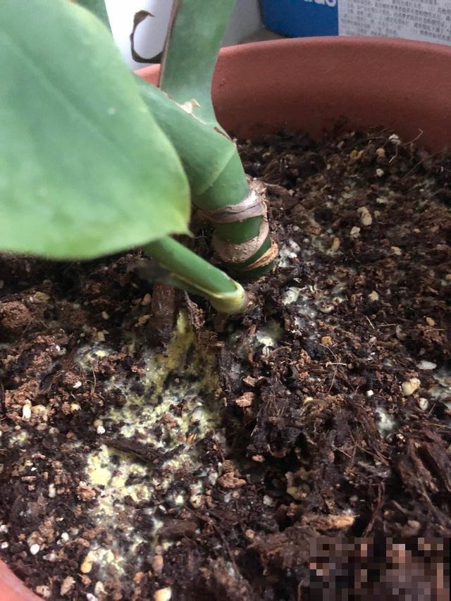 5种错误养花法,招招“致命”,看你有没有中 5种错误养花法,招招“致命”,看你有没有中