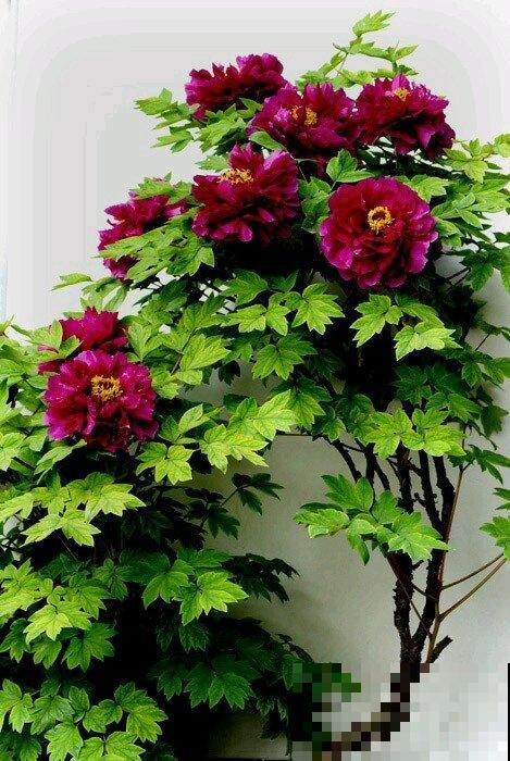 最适合各个地方养的花，快看你的家乡，适合养哪些花！