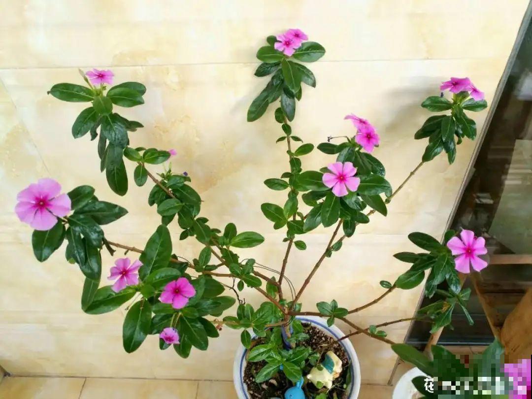 8种花,养小不养老,越老开花越少! 8种花,养小不养老,越老开花越少!