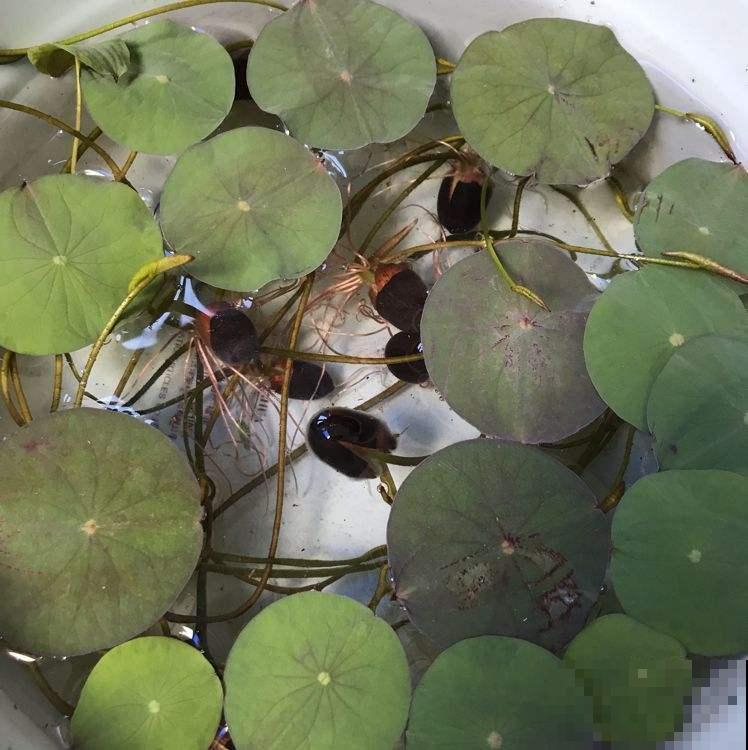 养碗莲的5个要点，简单好学，花朵一开就是满碗！