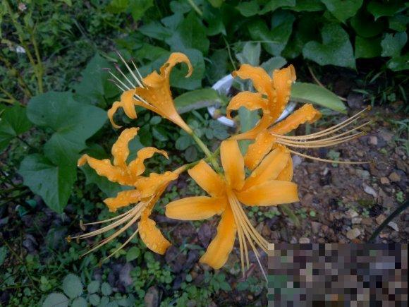 石蒜科的花,个比个漂亮,却是危险的有毒植物! 石蒜科的花,个比个漂亮,却是危险的有毒植物!