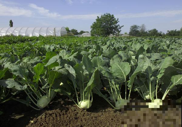 农村常见的“撇拉疙瘩”，炒菜凉拌都好吃，现在见得少