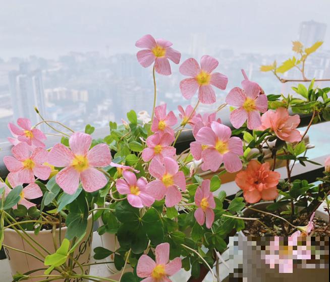 吐槽：那些不喜欢养花的人，总是这么说！