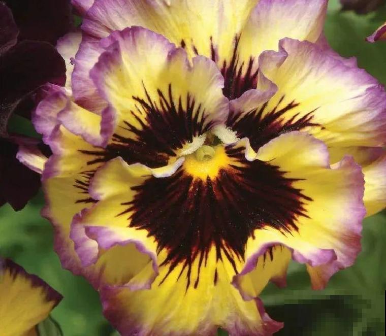 三色堇简直是开花机器,一盆能开3个色,阳台开出花彩虹! 三色堇简直是开花机器,一盆能开3个色,阳台开出花彩虹!