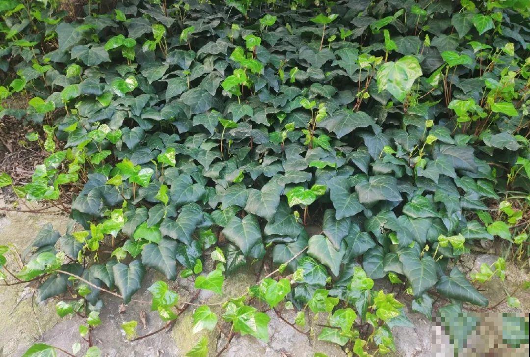 别花钱买了,这花野生一大堆,挖还是不挖? 别花钱买了,这花野生一大堆,挖还是不挖?