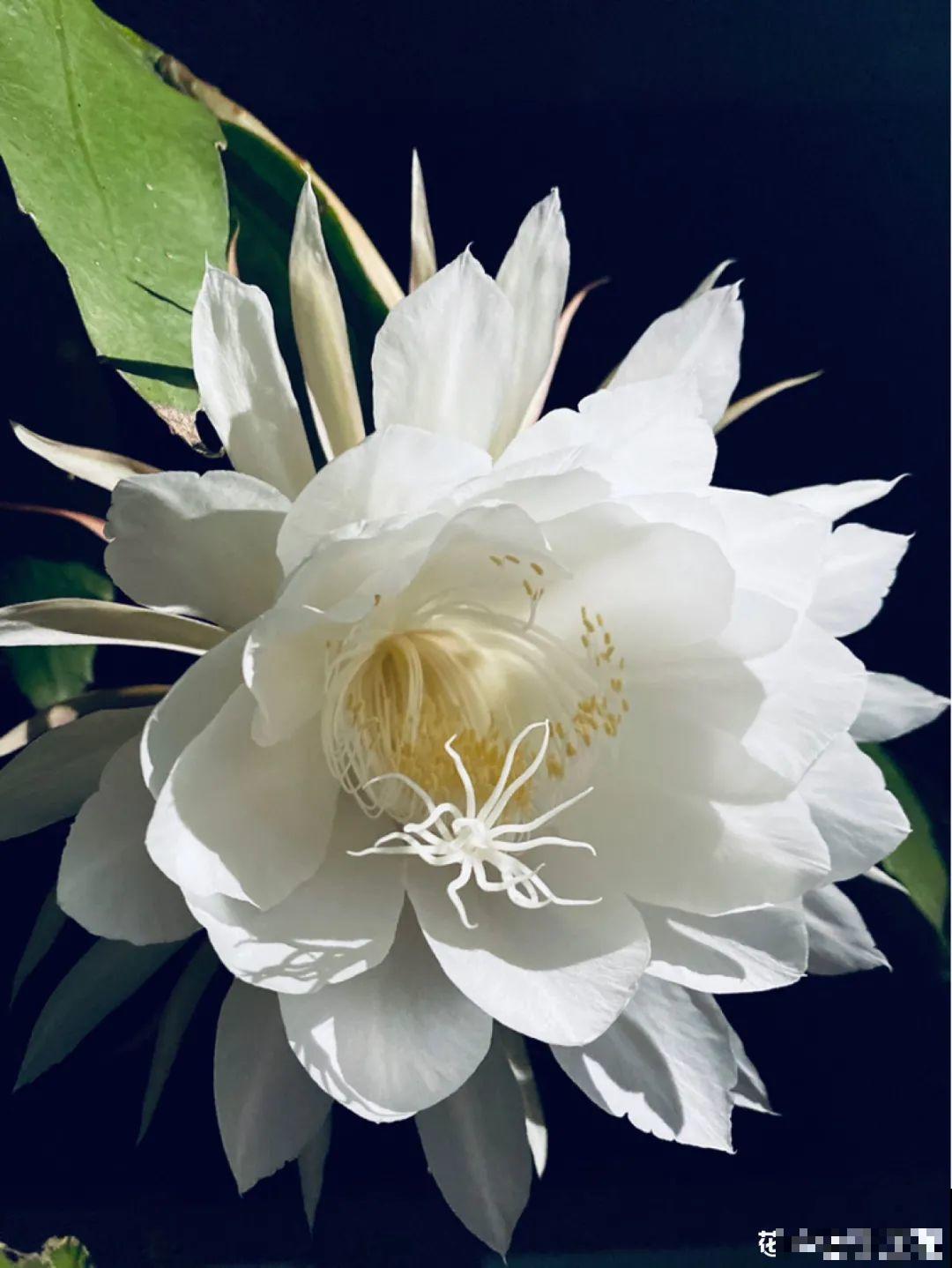 10种“好运花”，中国人最爱养，图个吉祥如意！