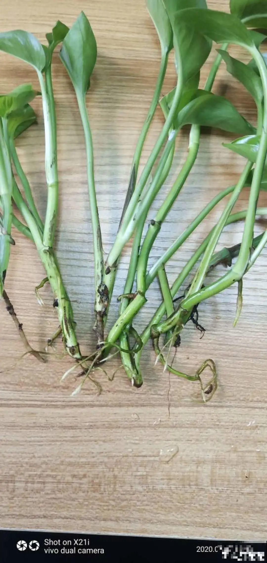 网红“巴西木”丢水里,1个月发霉了,咋办? 网红“巴西木”丢水里,1个月发霉了,咋办?