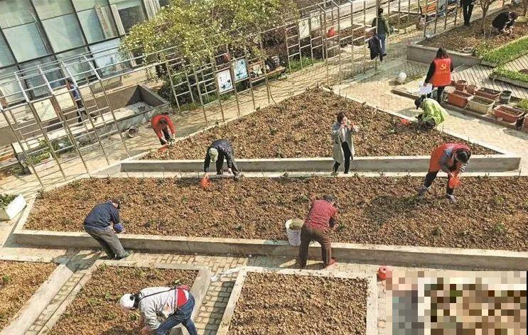 重庆一家企业,楼顶用来种菜养花,佩服! 重庆一家企业,楼顶用来种菜养花,佩服!