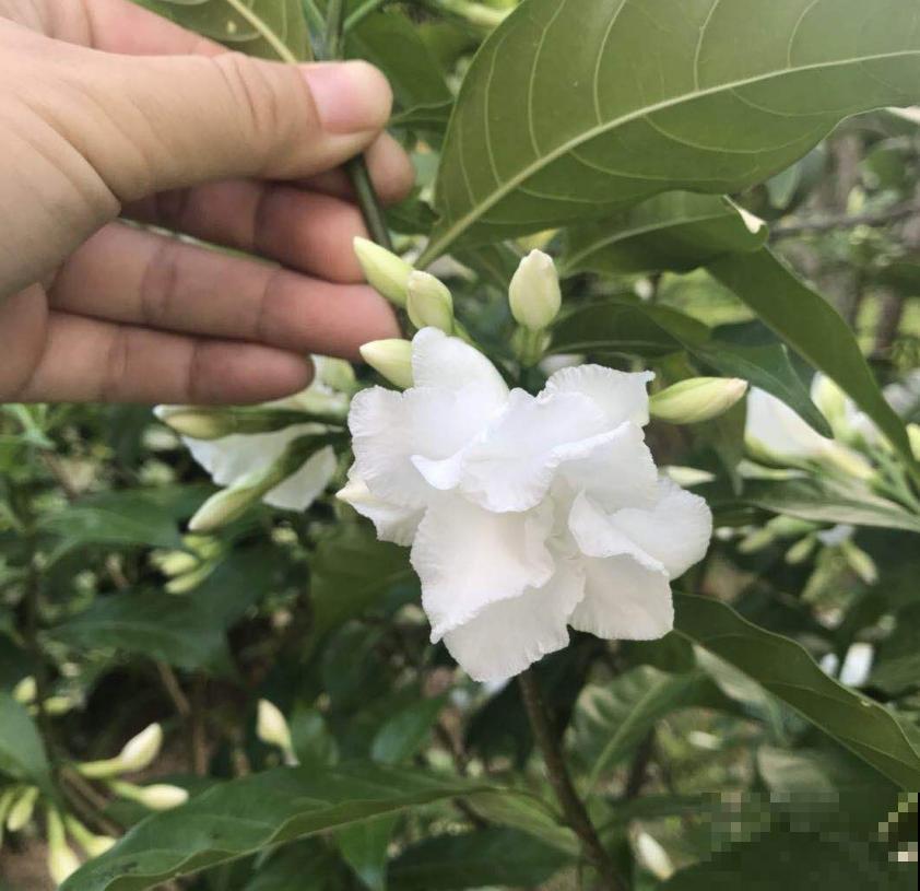 名字怪异的狗牙花,花开雪白,花花表示心疼! 名字怪异的狗牙花,花开雪白,花花表示心疼!