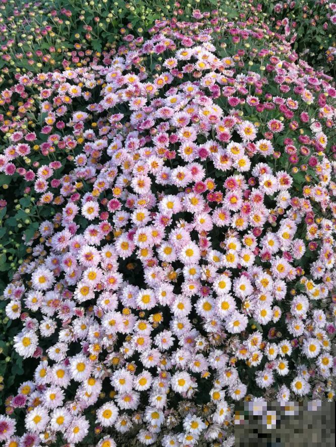 5种花不怕冷，现在种一盆，秋冬春三季有花看！