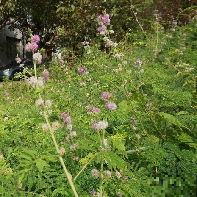 38种入侵植物,全村出来挖,挖完又长一大片 38种入侵植物,全村出来挖,挖完又长一大片