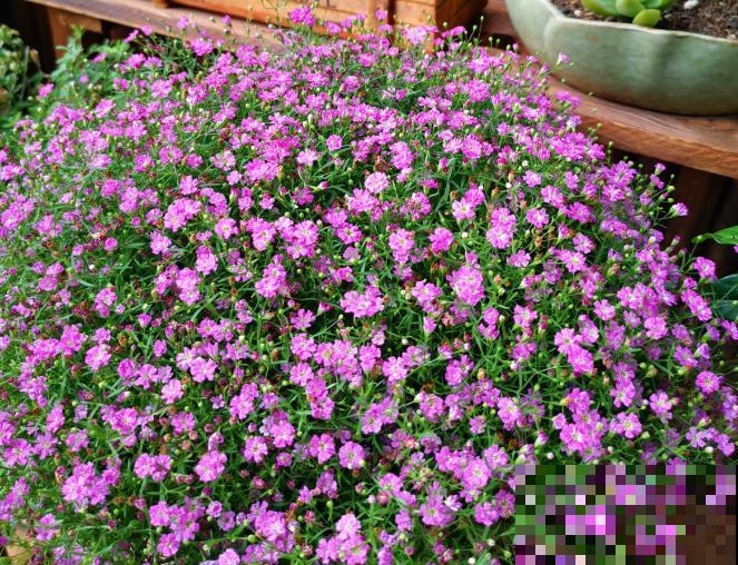 养花在精不在多,一盆精品,胜过10盆普通花! 养花在精不在多,一盆精品,胜过10盆普通花!