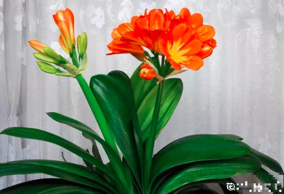 有些花名字叫兰，其实跟兰花没一毛钱关系，别搞错了！