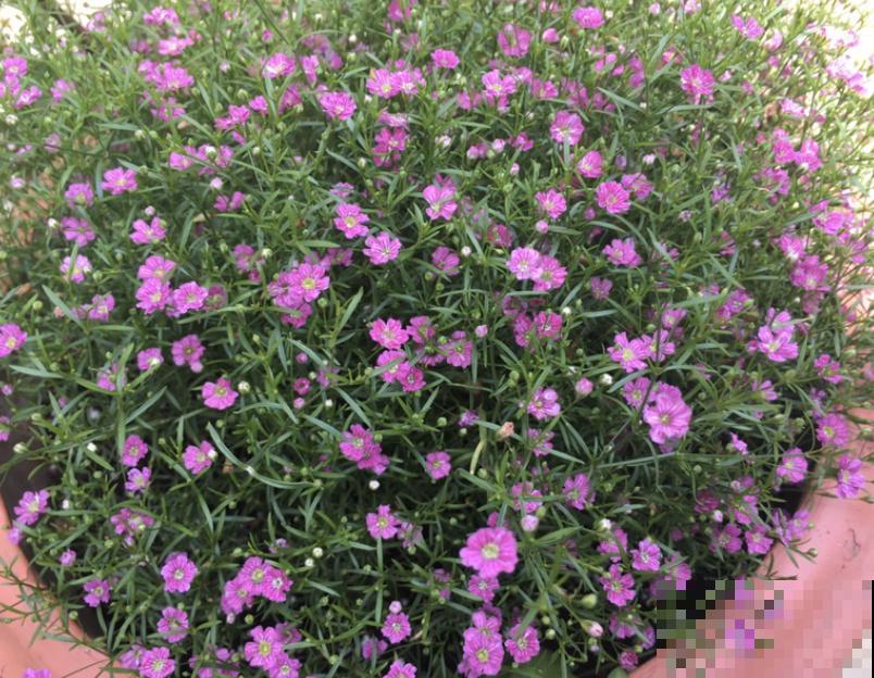 这4种花就是大水缸，越浇水越疯长，一缺水就枯了！