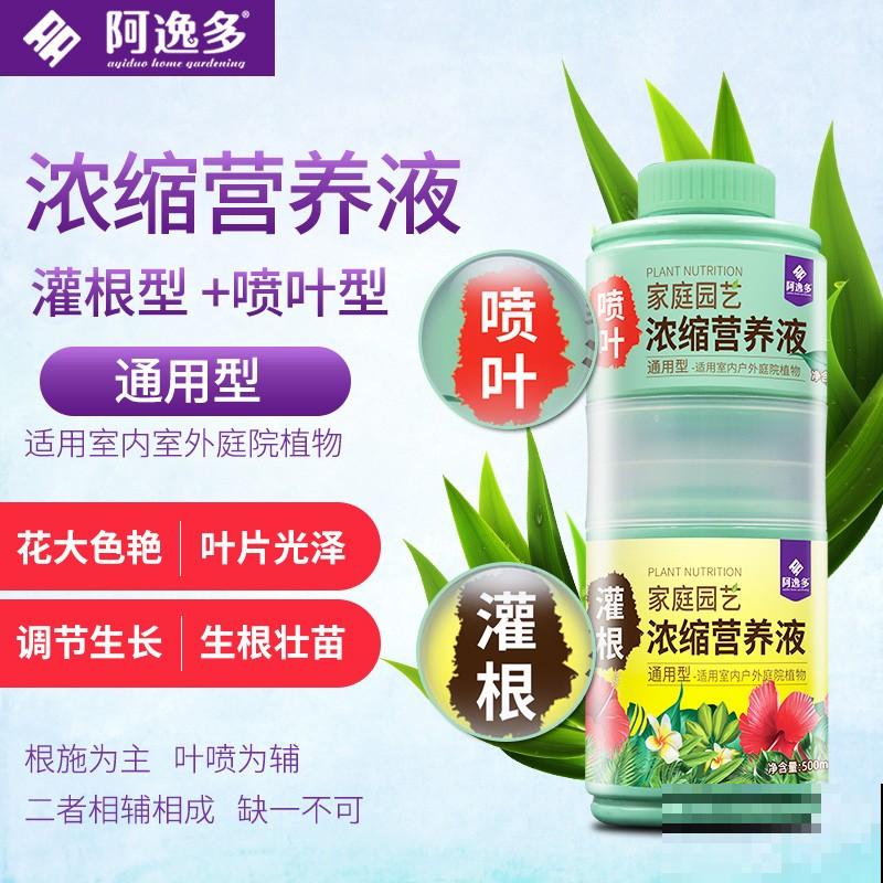 养碗莲的5个要点，简单好学，花朵一开就是满碗！