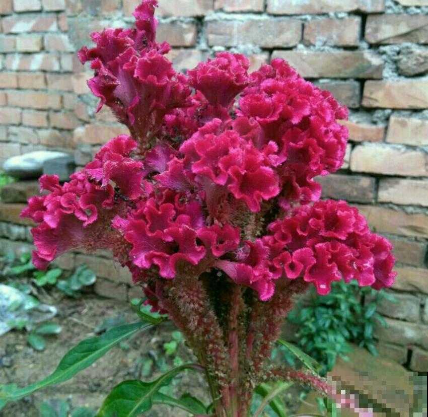 鸡冠花这么养，一开就是一大朵，特霸气！