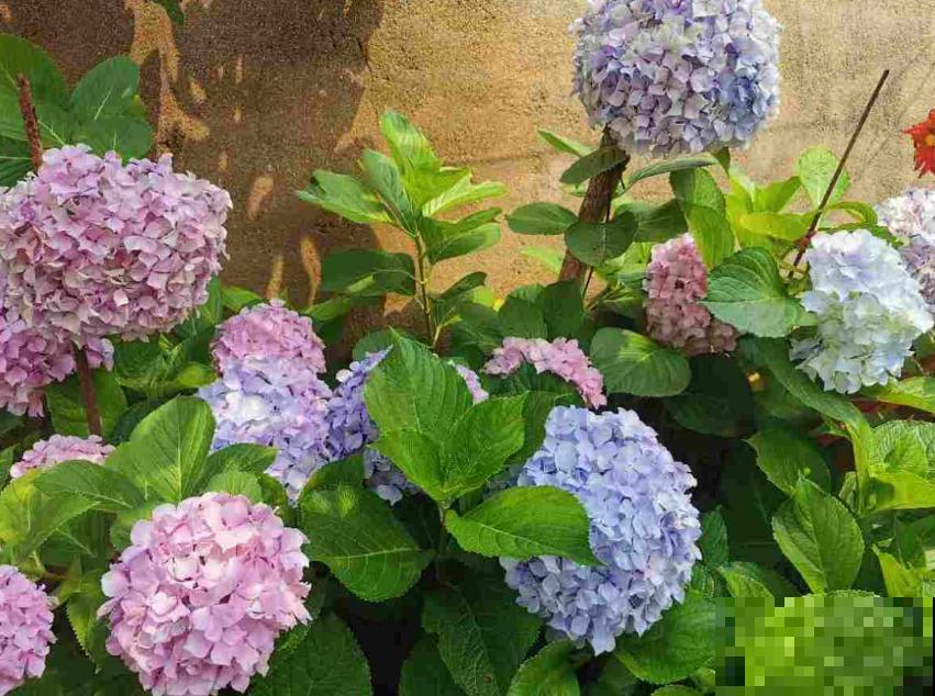 叶子发黄，就这4个原因，看完就明白了！