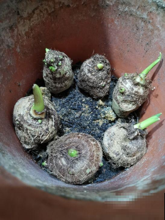 在家养盆芋头，叶子油亮直晃眼，还能拎出满盆小芋头