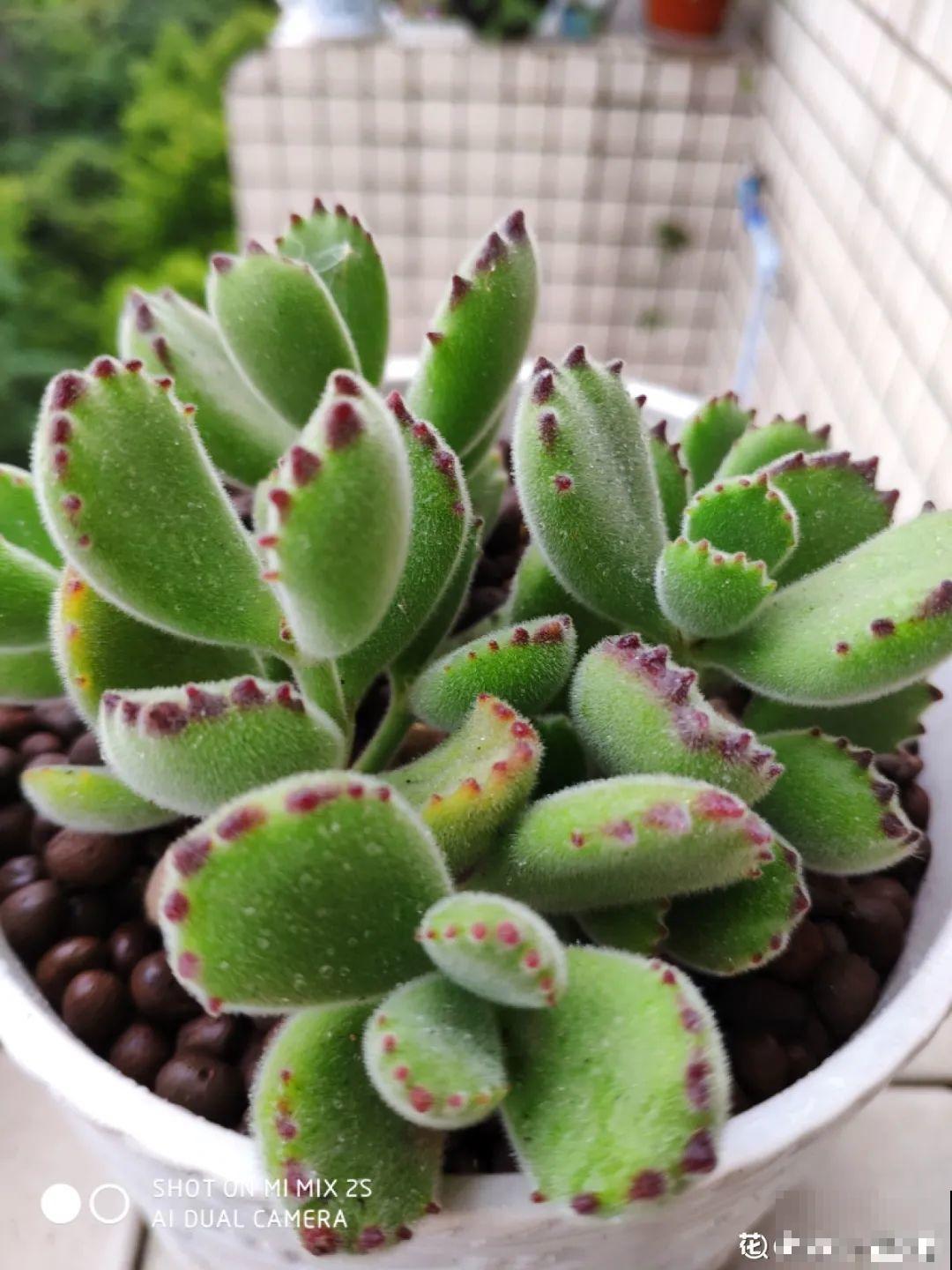 8种花再好看也别养,臭气熏天,恶心得吃不下饭! 8种花再好看也别养,臭气熏天,恶心得吃不下饭!