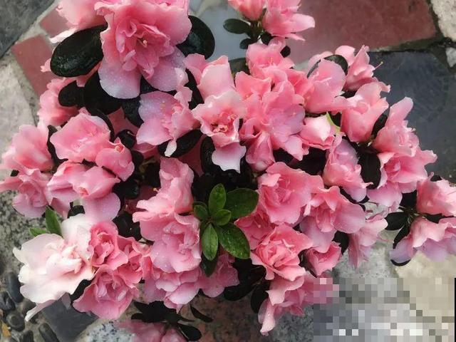 养根的3个小方法,照着一步步做,根能撑爆盆! 养根的3个小方法,照着一步步做,根能撑爆盆!