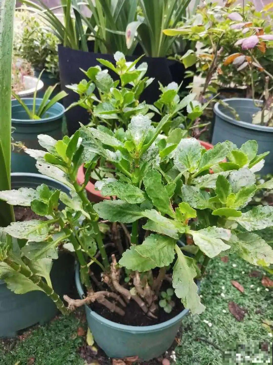 家里养3种花,最怕遇见这个,抓紧避免才能疯长! 家里养3种花,最怕遇见这个,抓紧避免才能疯长!