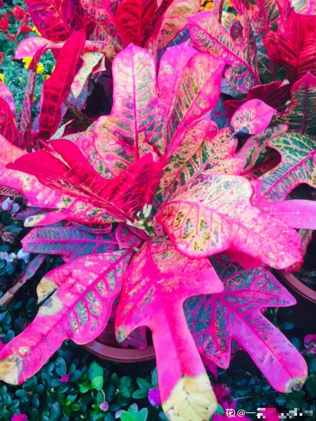 新买一盆花,叶子五颜六色,真怀疑它是不是喷药了? 新买一盆花,叶子五颜六色,真怀疑它是不是喷药了?