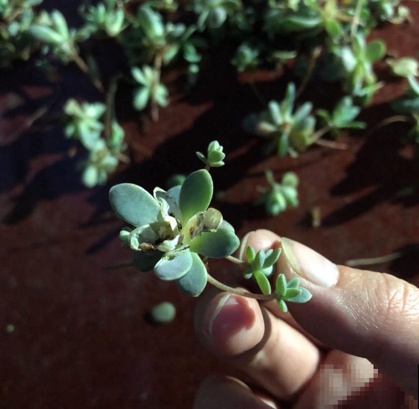 遇到玄灰蝶要小心，赶快防护，泛滥之后让你哭！