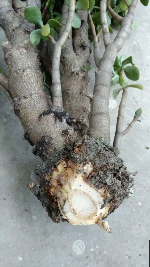 秋凉容易生虫子，月季招来害虫，必须赶紧换盆