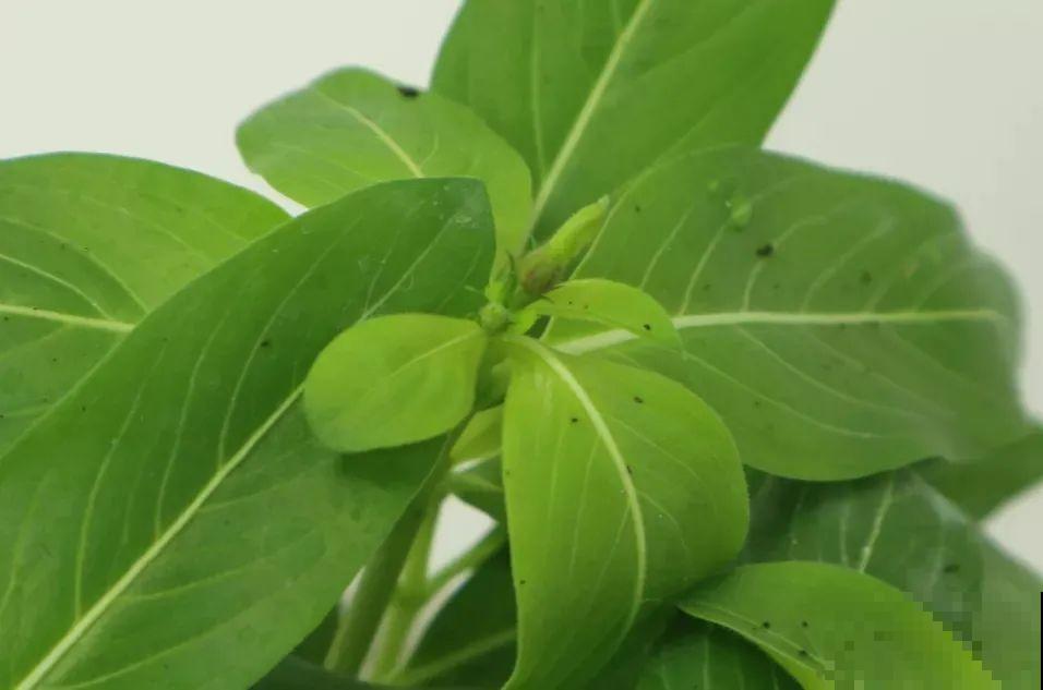 1种花是开花机器，只要温度合适，一年四季都能开花