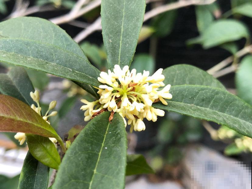 多肉度夏后,剪一刀消消毒,安全度过秋老虎 多肉度夏后,剪一刀消消毒,安全度过秋老虎