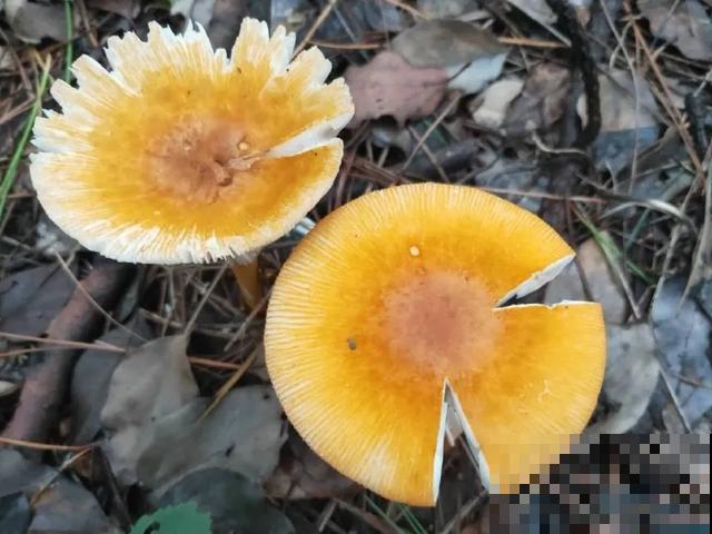 20种毒蘑菇，遇到千万别碰，贪吃必送医院！