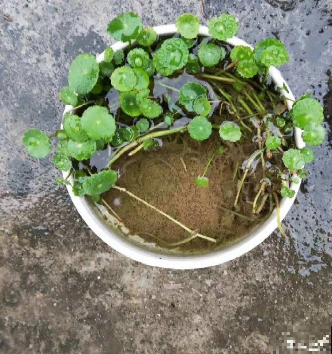 龟背竹长出长鞭子，连着茎一块砍下来，种土里就能活