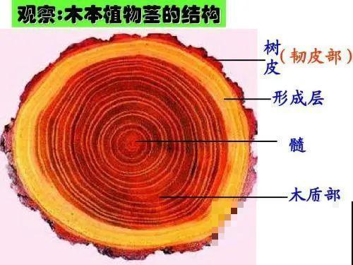 嫁接达人,玉树嫁接长寿上,花友直呼内行! 嫁接达人,玉树嫁接长寿上,花友直呼内行!