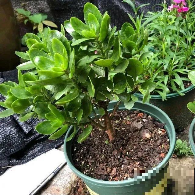 这花千万别换盆，小心一换就死！