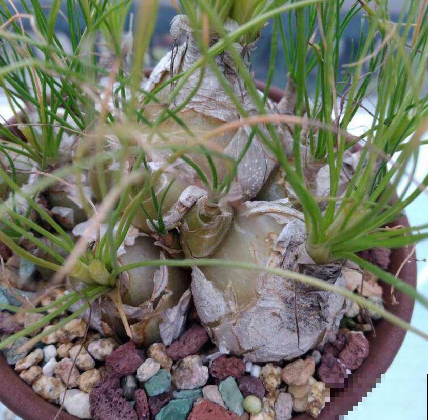 苍角殿很皮实，1个月不浇水都能活，养着省心！