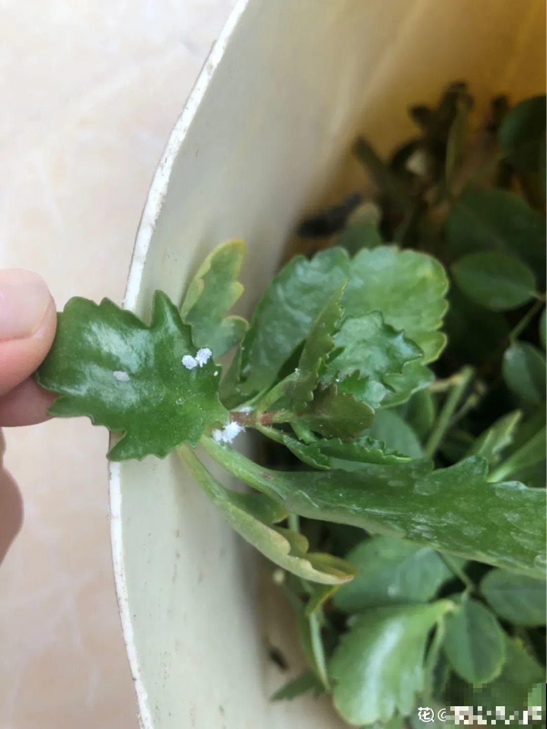 秋天虫子泛滥，不注意预防，家里的花都遭殃！