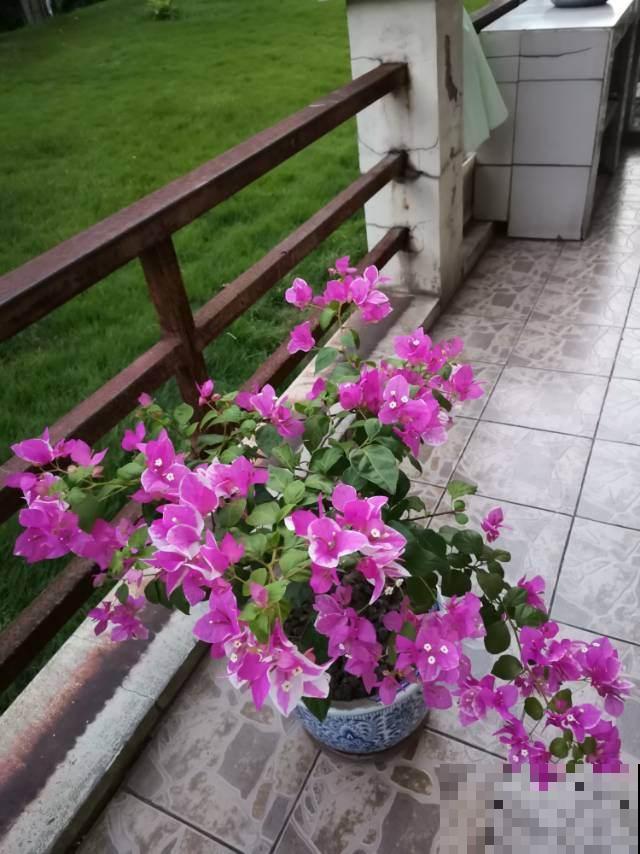 秋天养花,5个工作要提上日程,完了明年也不开花 秋天养花,5个工作要提上日程,完了明年也不开花