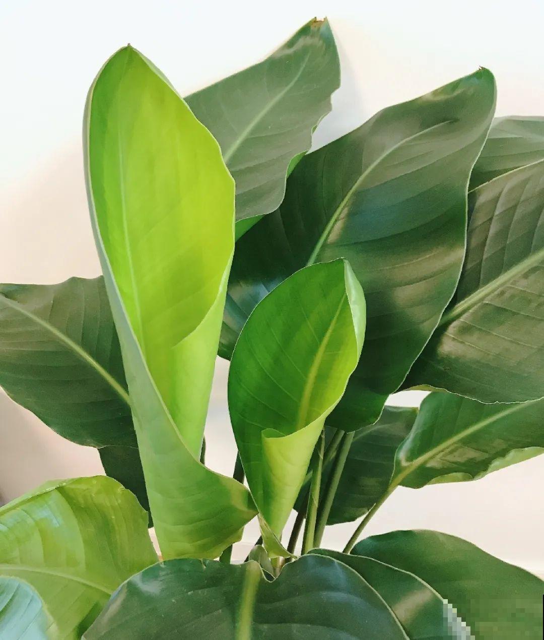 客厅摆盆它，叶子竖着长，有品位、上档次！