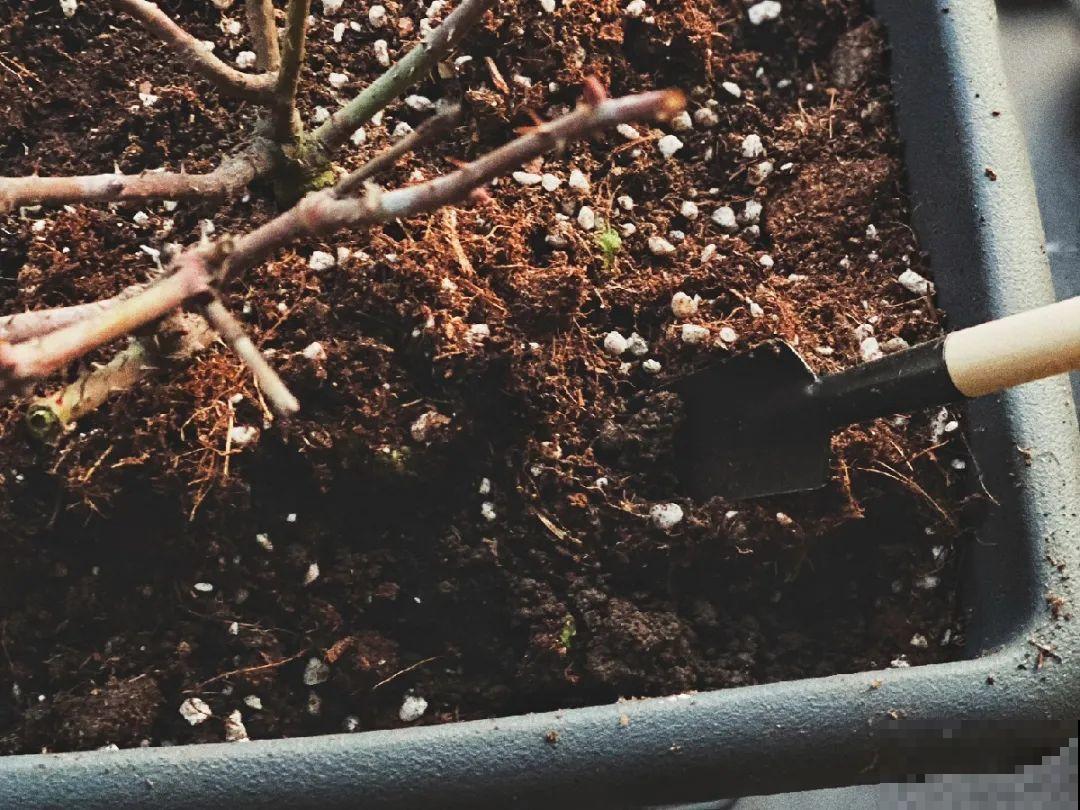 路边不起眼的是宝贝,捡到养花就是宝,养花多年不换盆! 路边不起眼的是宝贝,捡到养花就是宝,养花多年不换盆!