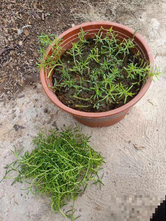 秋天养花,5个工作要提上日程,完了明年也不开花 秋天养花,5个工作要提上日程,完了明年也不开花