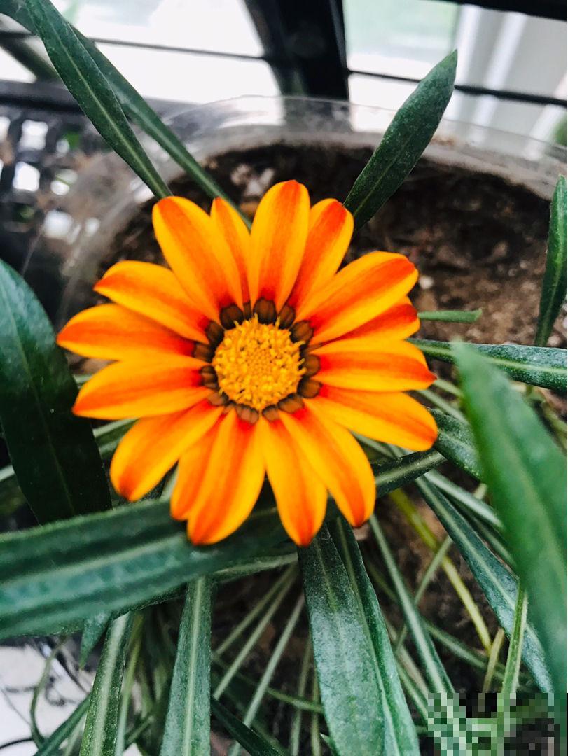 秋天可养的花不少,天竺葵一开就是一大团,好养还喜庆 秋天可养的花不少,天竺葵一开就是一大团,好养还喜庆