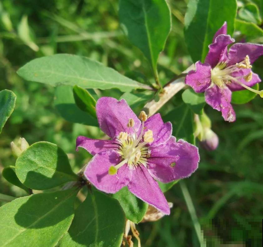 枸杞特好养,种子一埋,小红果挂满枝头! 枸杞特好养,种子一埋,小红果挂满枝头!