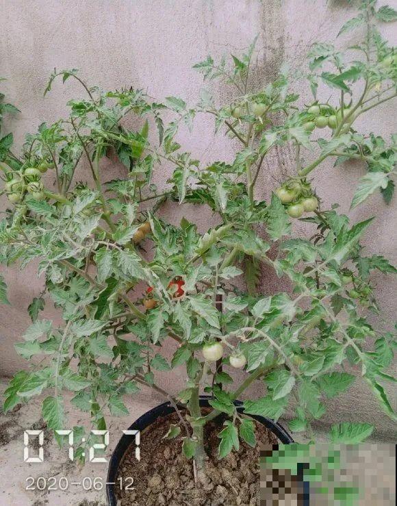 西红柿、玉米……埋土里，7天长成小森林，结出果子一大筐！