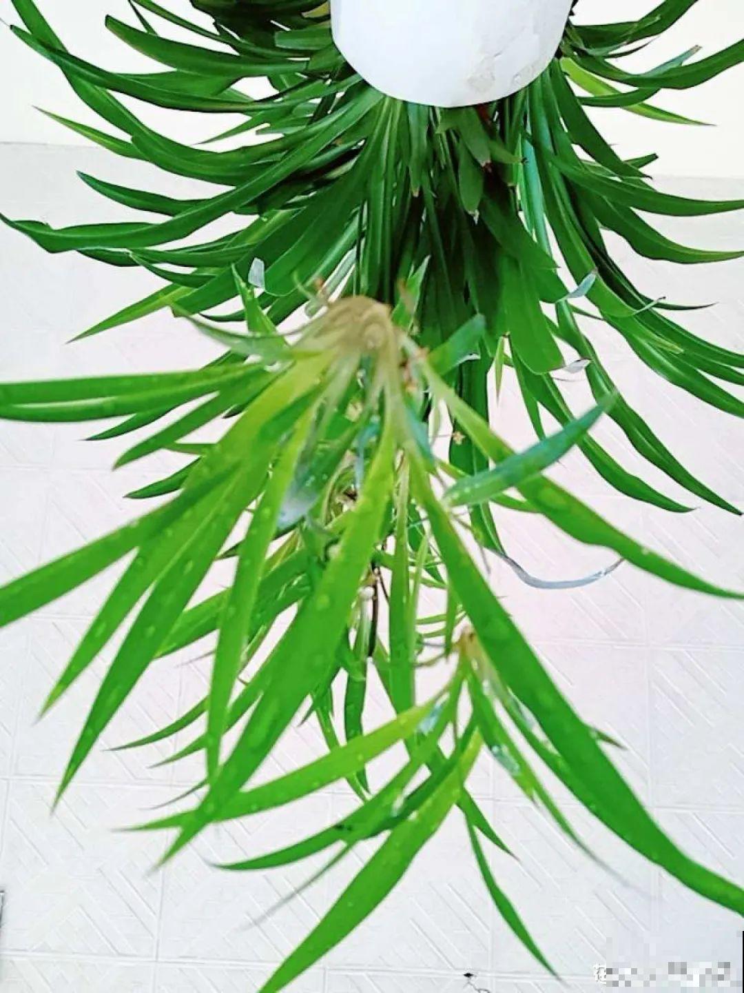 卧室养花要警惕，选不对，让你整夜睡不着！