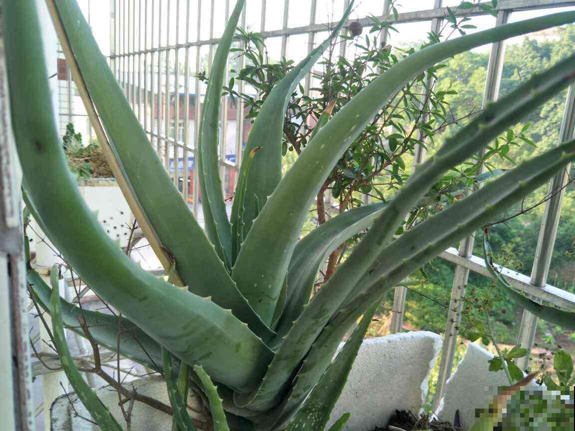 芦荟又细又长,狠心剪一刀,还能冒出一圈芽 芦荟又细又长,狠心剪一刀,还能冒出一圈芽